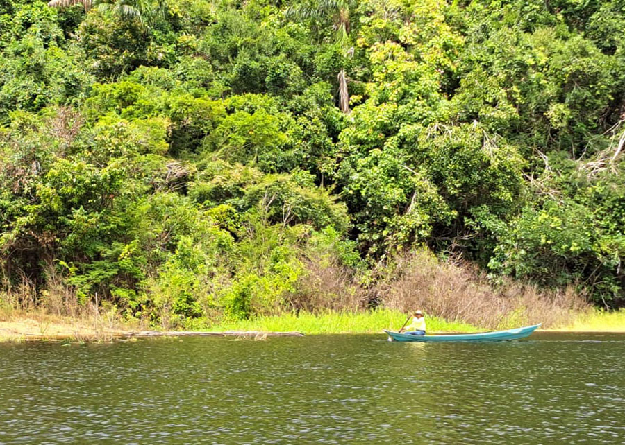 Bactérias encontradas em rios amazônicos controlam agente causador da murcha bacteriana do tomate